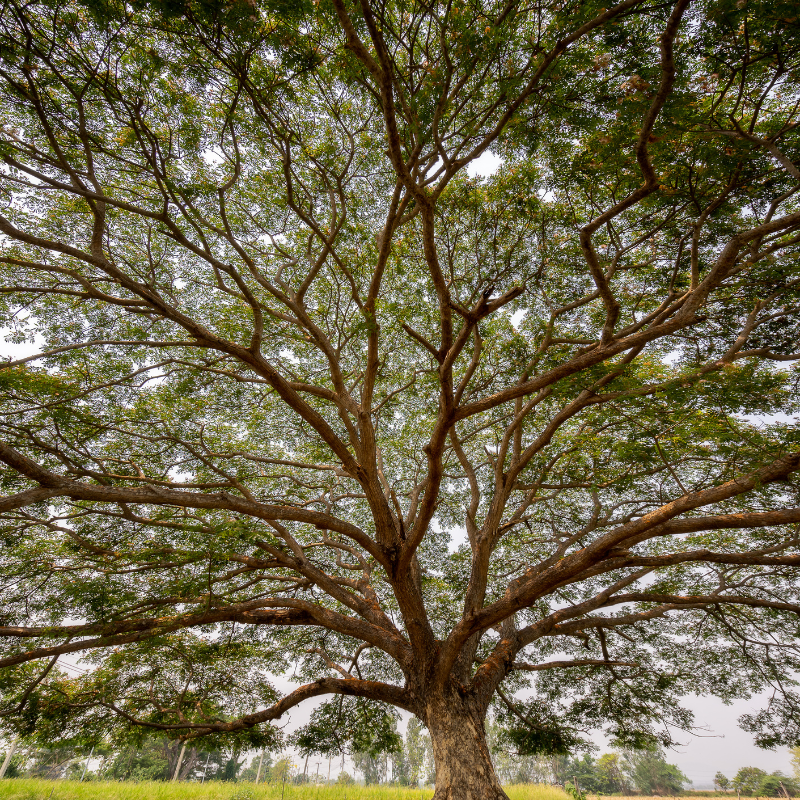 Samanea Saman, Albizia saman, Rain Tree seeds - 100