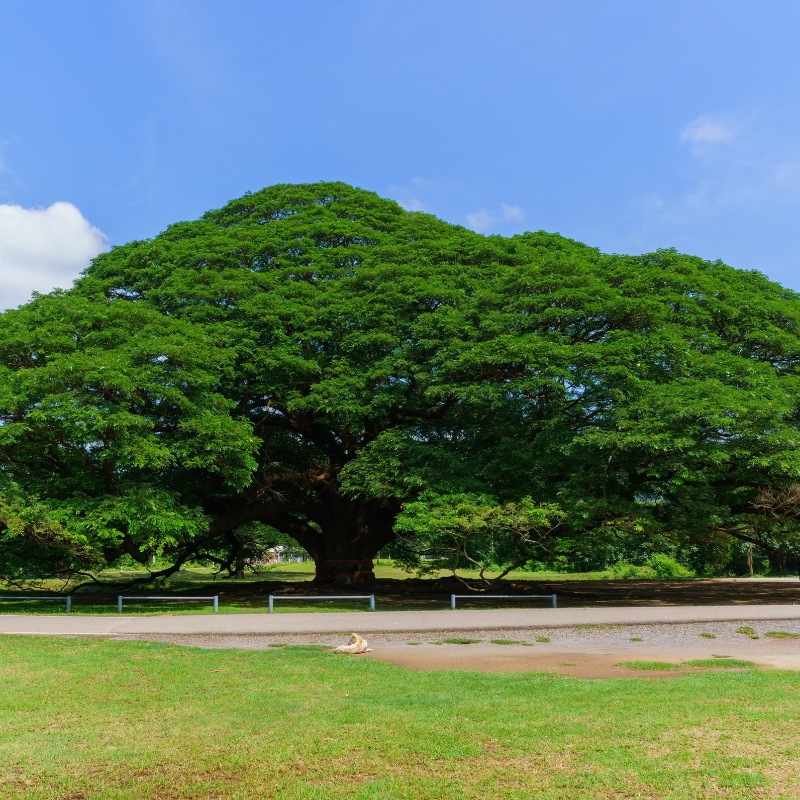 Samanea Saman, Albizia saman, Rain Tree seeds - 25