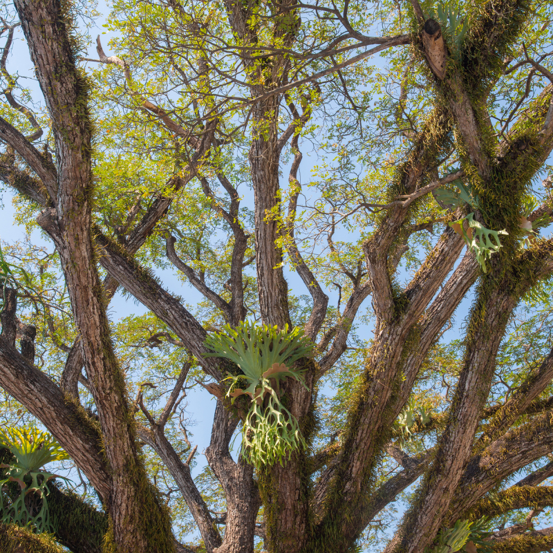 Samanea Saman, Albizia saman, Rain Tree seeds - 25
