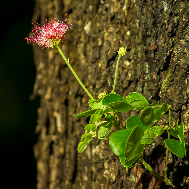 Samanea Saman, Albizia saman, Rain Tree seeds - 25