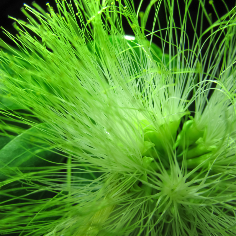 Samanea Saman, Albizia saman, Rain Tree seeds - 25