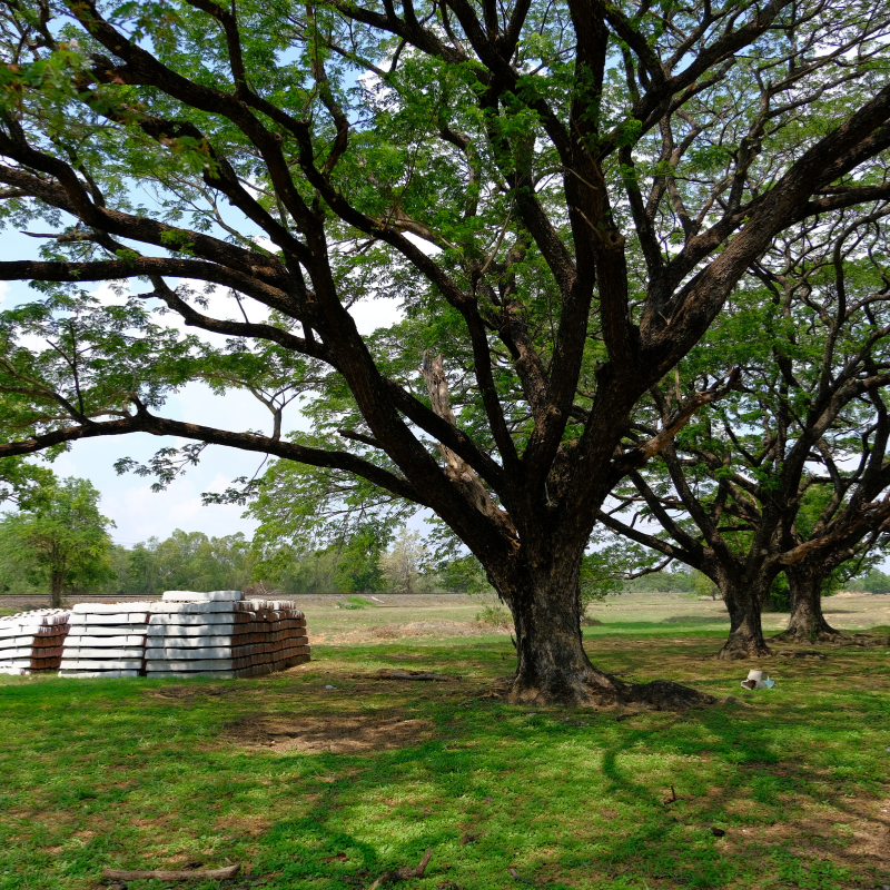 Samanea Saman, Albizia saman, Rain Tree seeds - 25