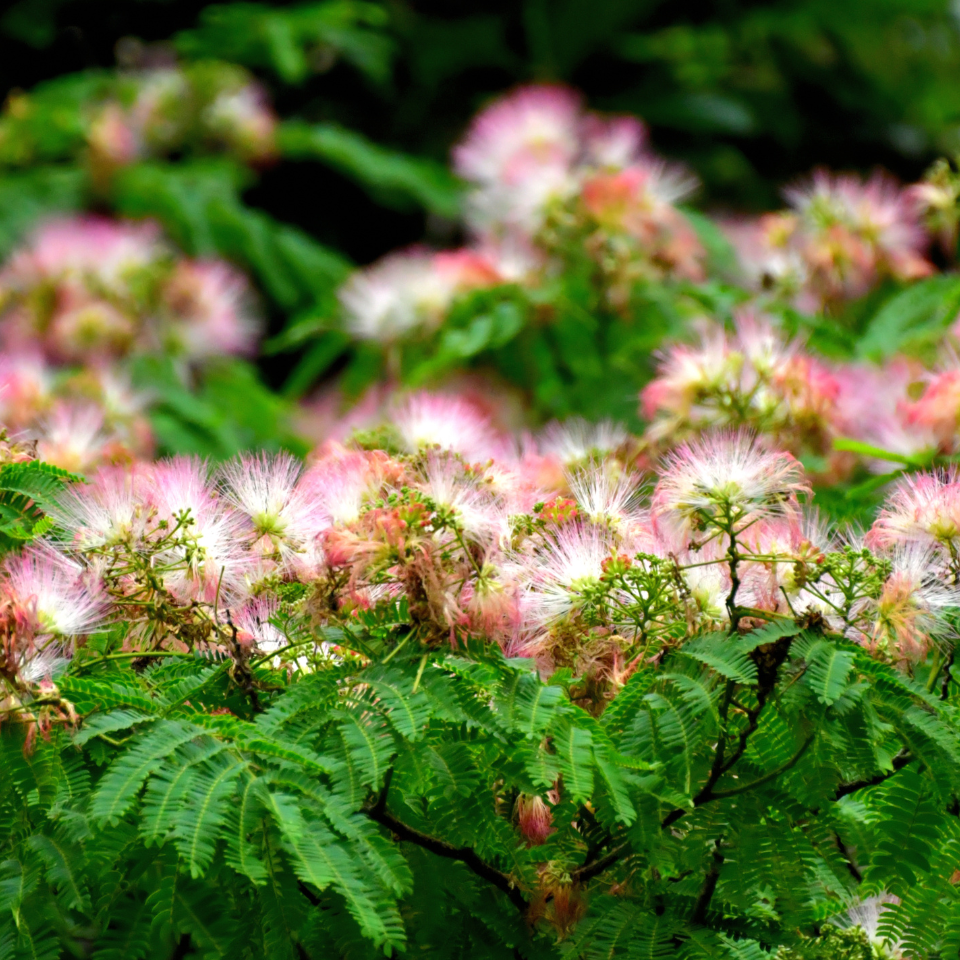 Gogon sirish, Albizia richardiana seeds - 30