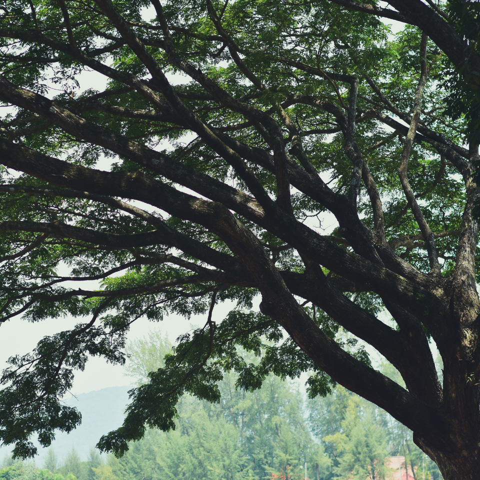 Gogon sirish, Albizia richardiana seeds - 30
