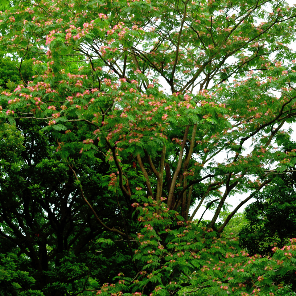 Gogon sirish, Albizia richardiana seeds - 30