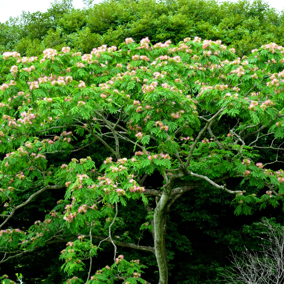 Gogon sirish, Albizia richardiana seeds - 30