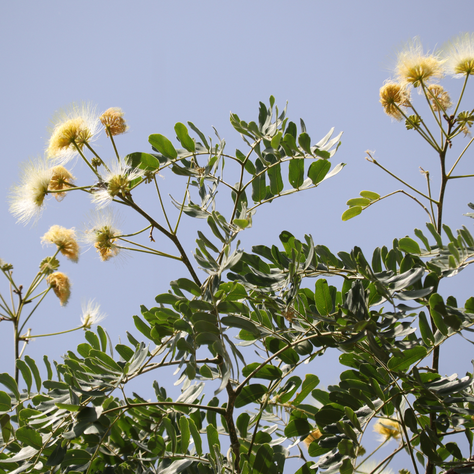Gogon sirish, Albizia richardiana seeds - 30