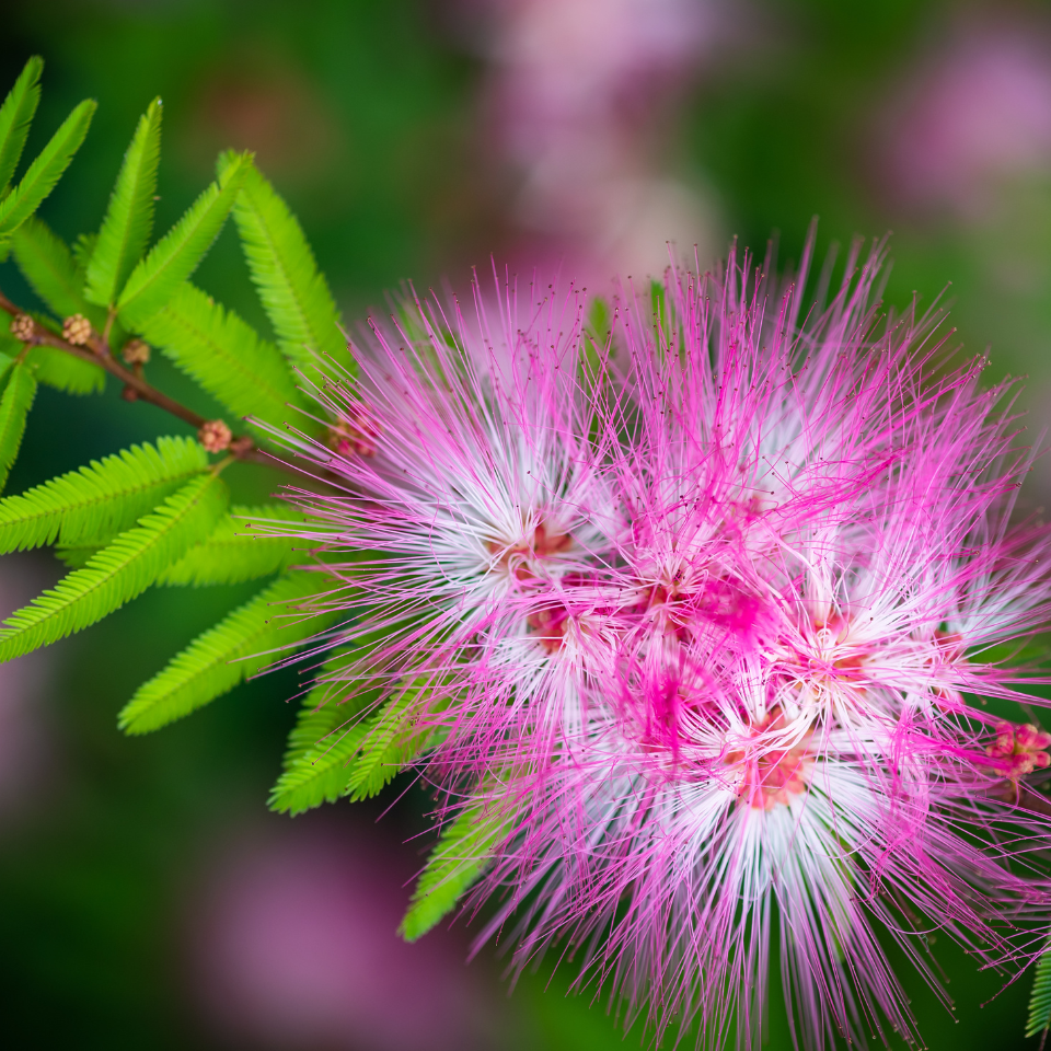 Gogon sirish, Albizia richardiana seeds - 10