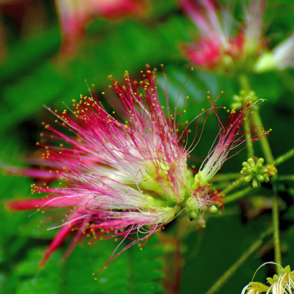Gogon sirish, Albizia richardiana seeds - 30