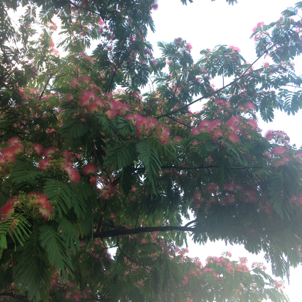 Gogon sirish, Albizia richardiana seeds - 30