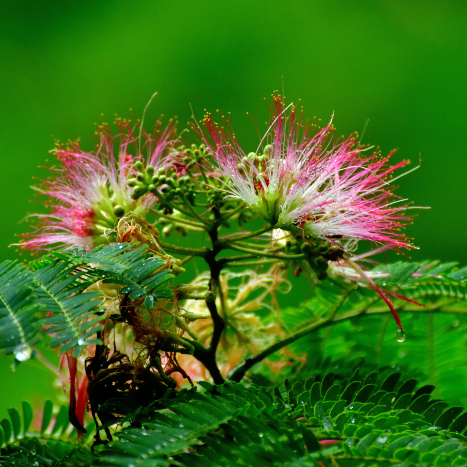 Gogon sirish, Albizia richardiana seeds - 30