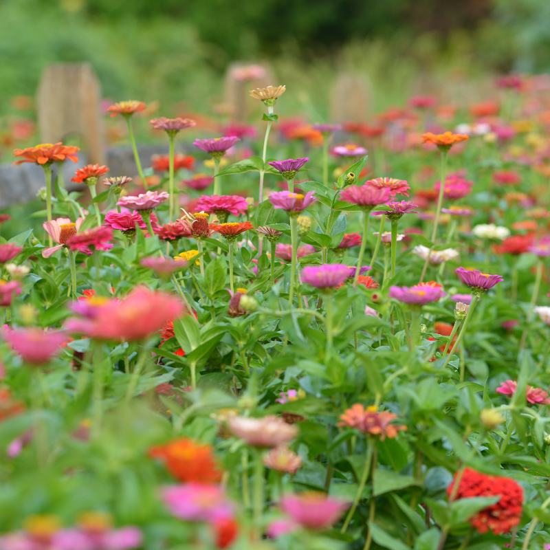 Zinnia Tall Mixed Color seeds - 25