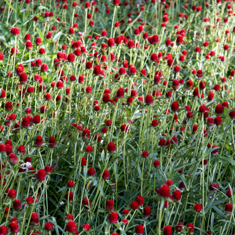 Gomphrena Mixed Color seeds - 25