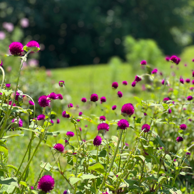 Gomphrena Mixed Color seeds - 25