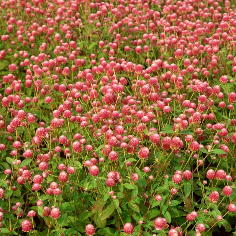 Gomphrena Mixed Color seeds - 25