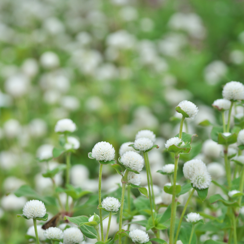 Gomphrena Mixed Color seeds - 25