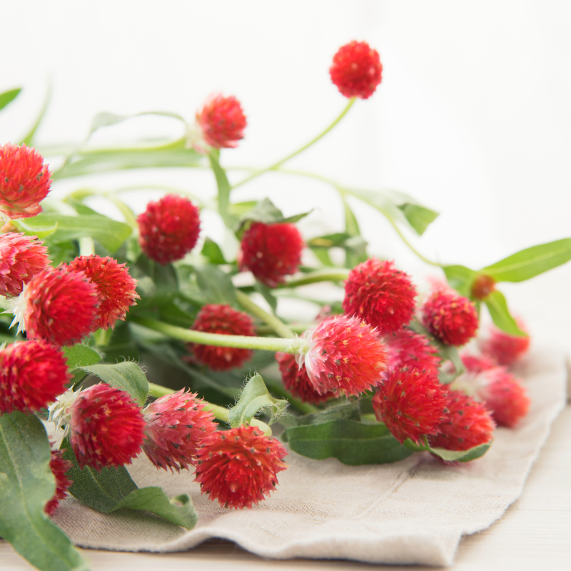 Gomphrena Mixed Color seeds - 25