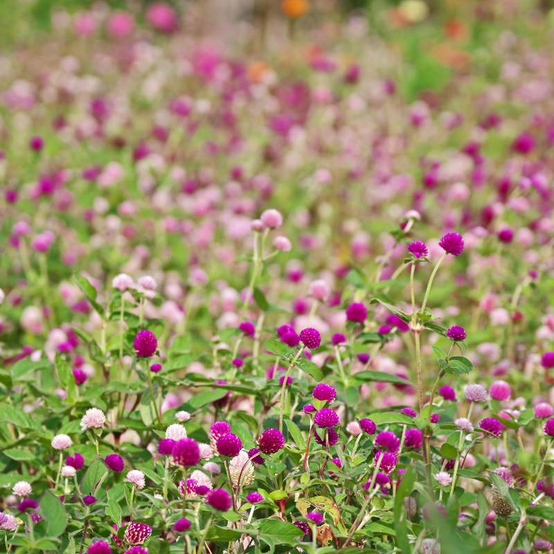Gomphrena Mixed Color seeds - 25
