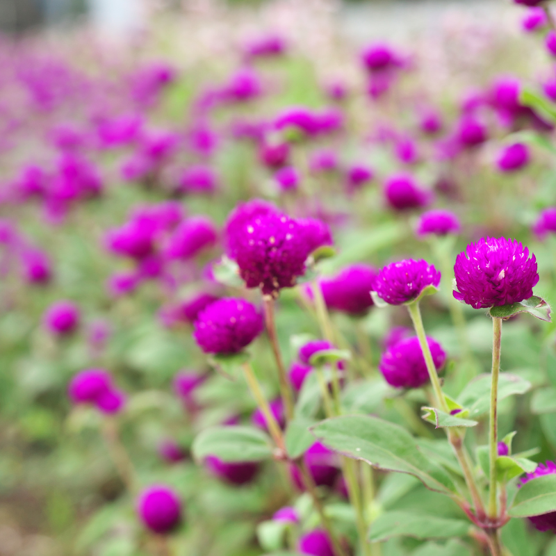 Gomphrena Mixed Color seeds - 25