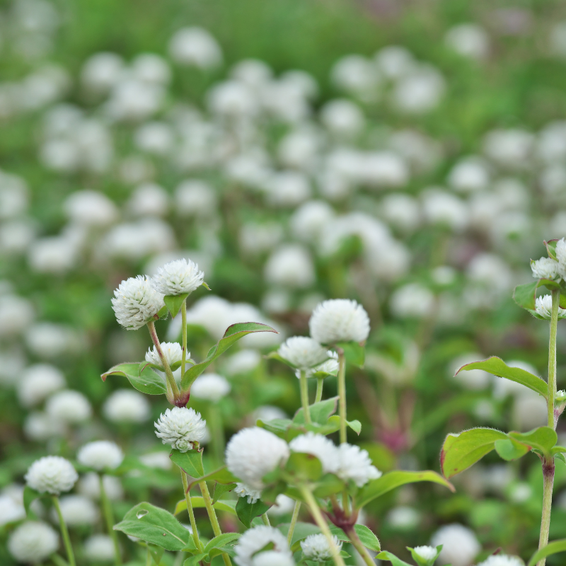 Gomphrena Mixed Color seeds - 25