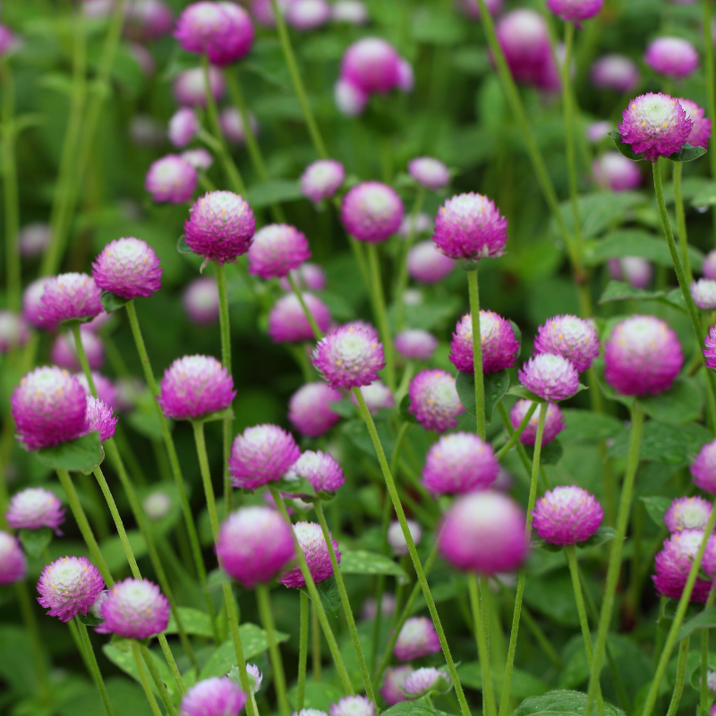 Gomphrena Mixed Color seeds - 25