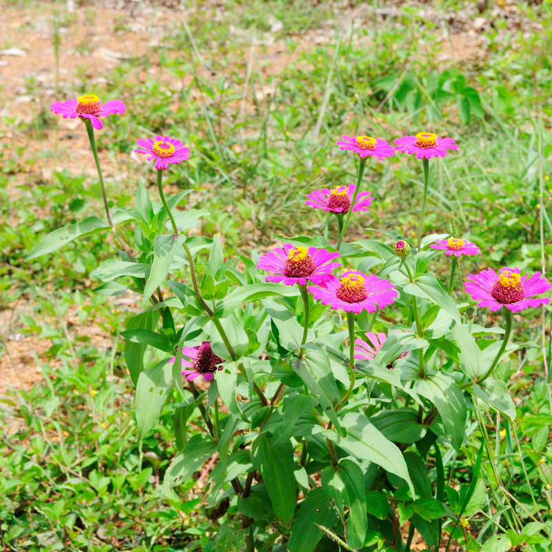 Zinnia Pink Tall seeds - 25