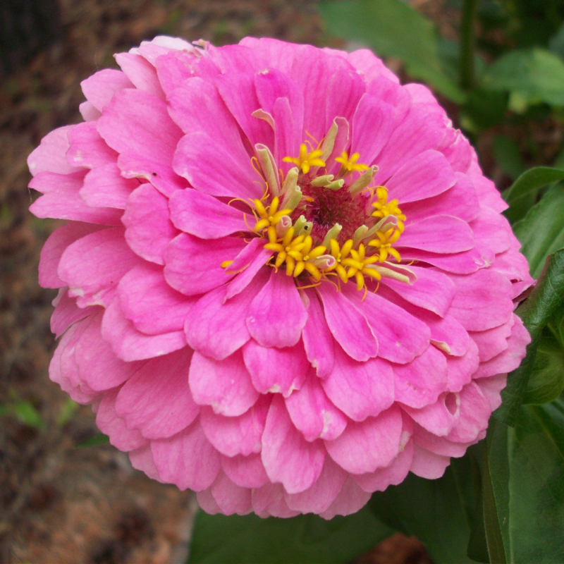 Zinnia Pink Tall seeds - 25