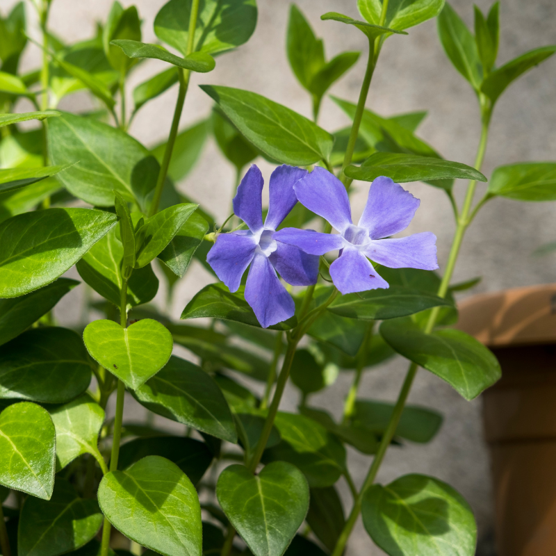 Vinca Mixed Color, Periwinkle Mixed Color - Desi Flower Seeds - 25
