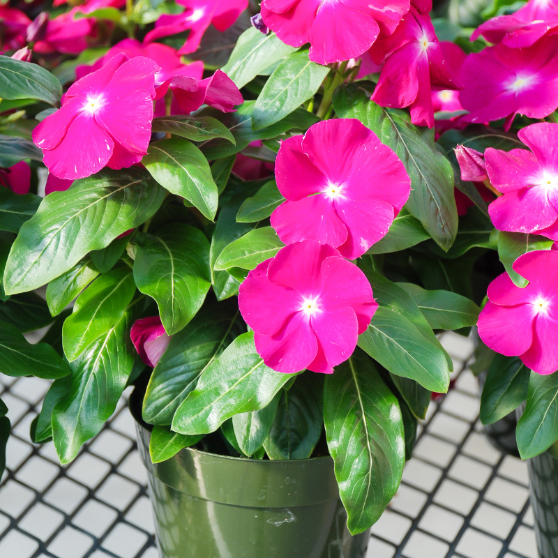 Vinca Mixed Color, Periwinkle Mixed Color - Desi Flower Seeds - 25