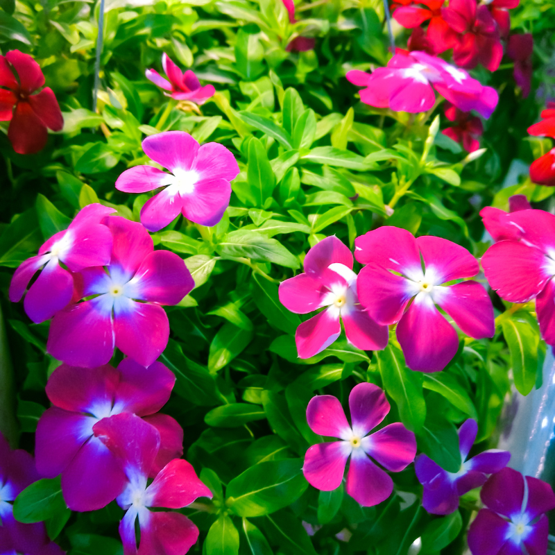 Vinca Mixed Color, Periwinkle Mixed Color - Desi Flower Seeds - 25