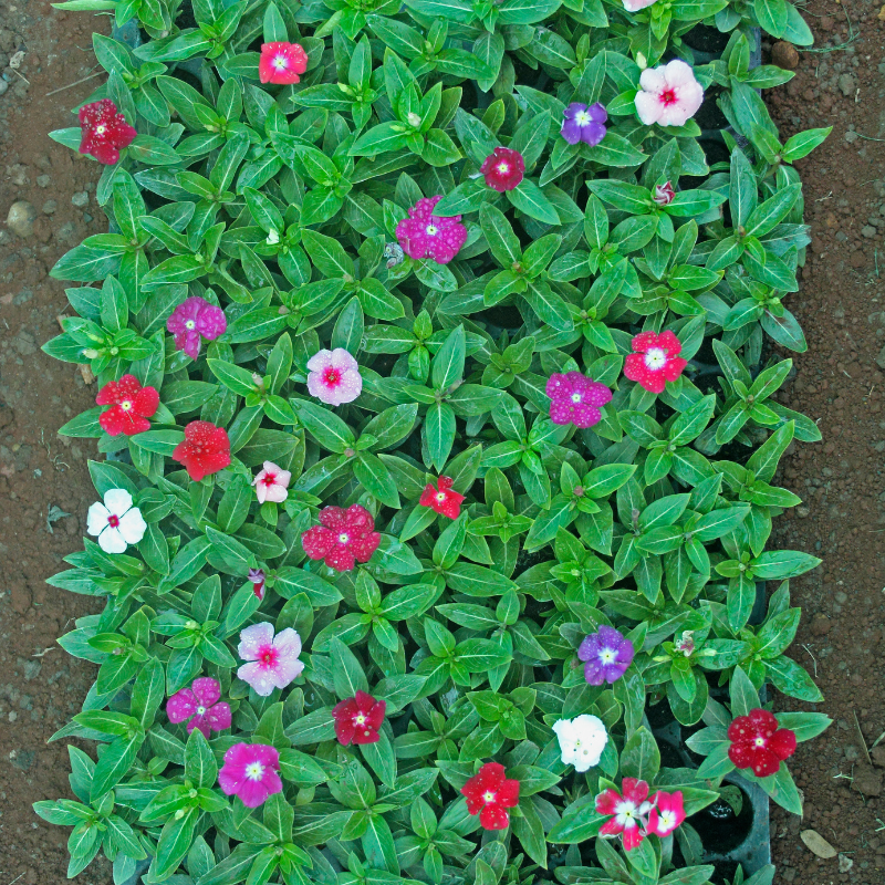 Vinca Mixed Color, Periwinkle Mixed Color - Desi Flower Seeds - 25
