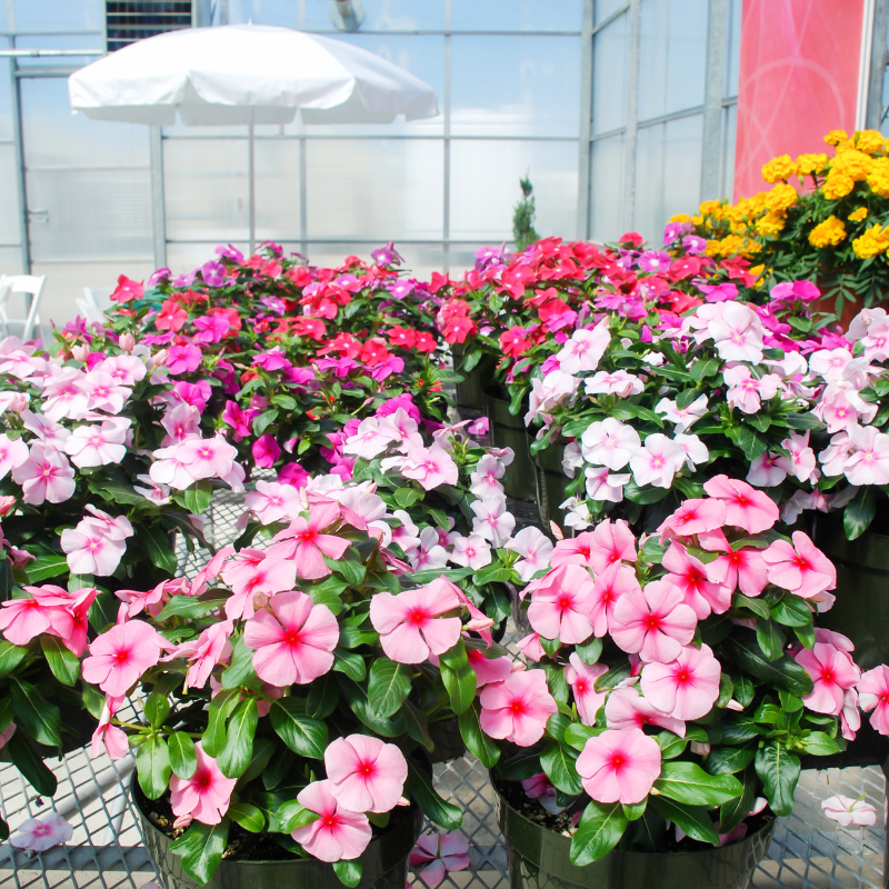 Vinca Mixed Color, Periwinkle Mixed Color - Desi Flower Seeds - 25