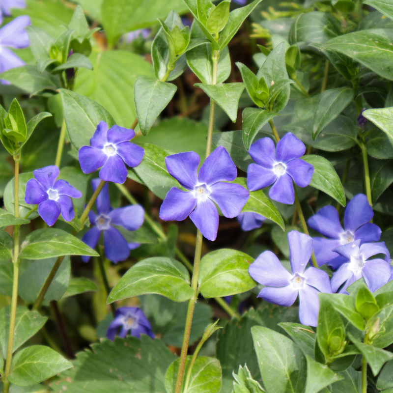 Vinca Mixed Color, Periwinkle Mixed Color - Desi Flower Seeds - 25