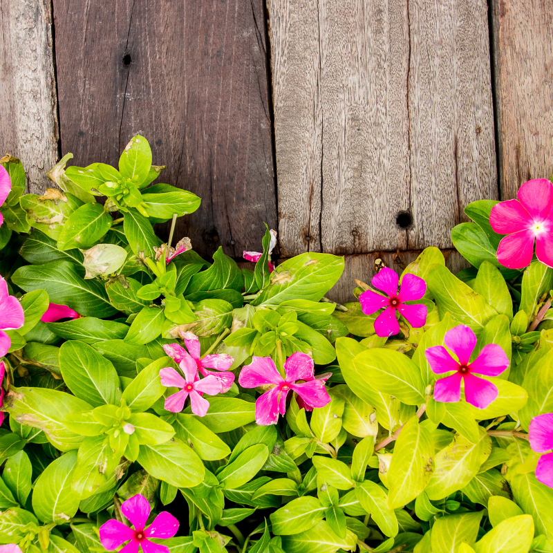Vinca Mixed Color, Periwinkle Mixed Color - Desi Flower Seeds - 25