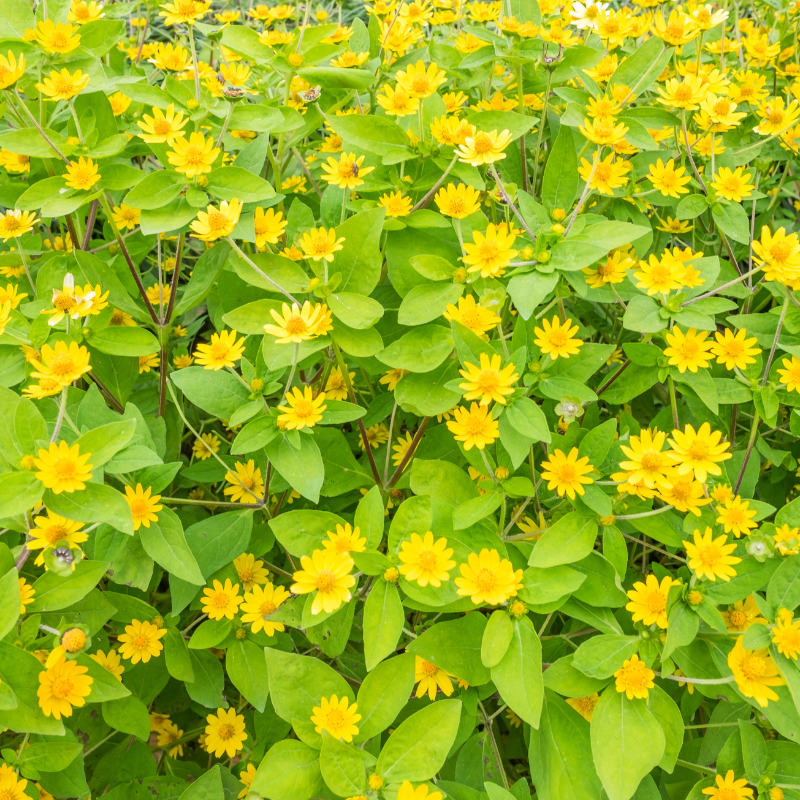 Zinnia Yellow Tall - Desi Flower Seeds - 25
