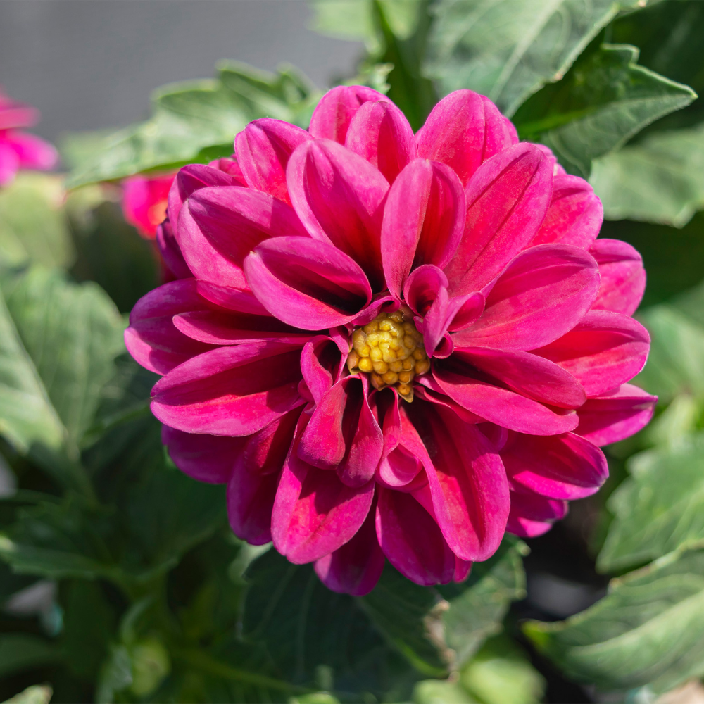 Zinnia Dahlia double mix seeds - 30