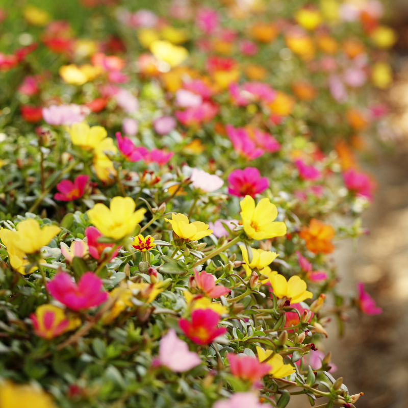 Portulaca Double Mixed Color seeds - 50