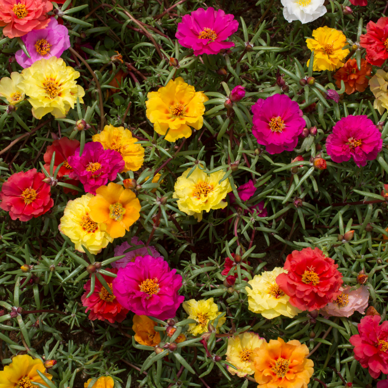 Portulaca Double Mixed Color seeds - 50