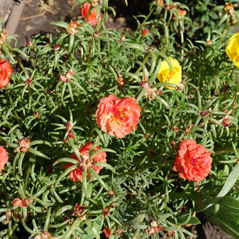 Portulaca Double Mixed Color seeds - 50