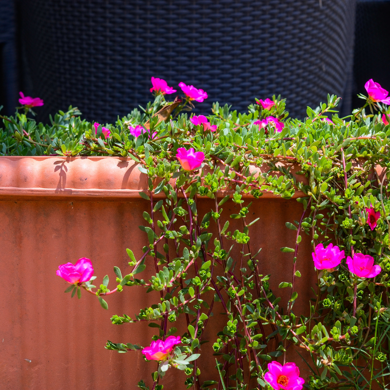 Portulaca Double Mixed Color seeds - 50