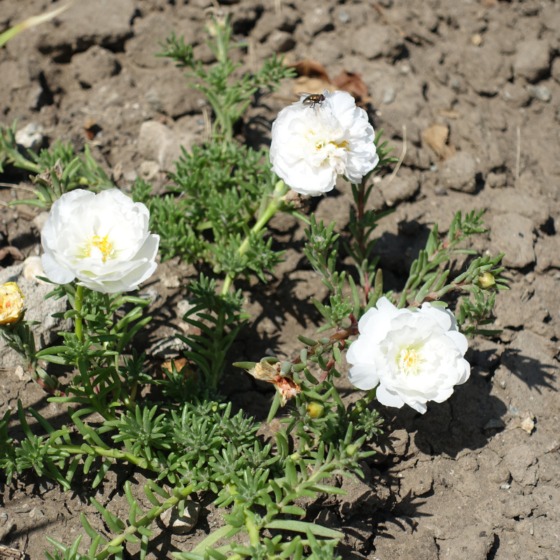 Portulaca Double Mixed Color seeds - 50