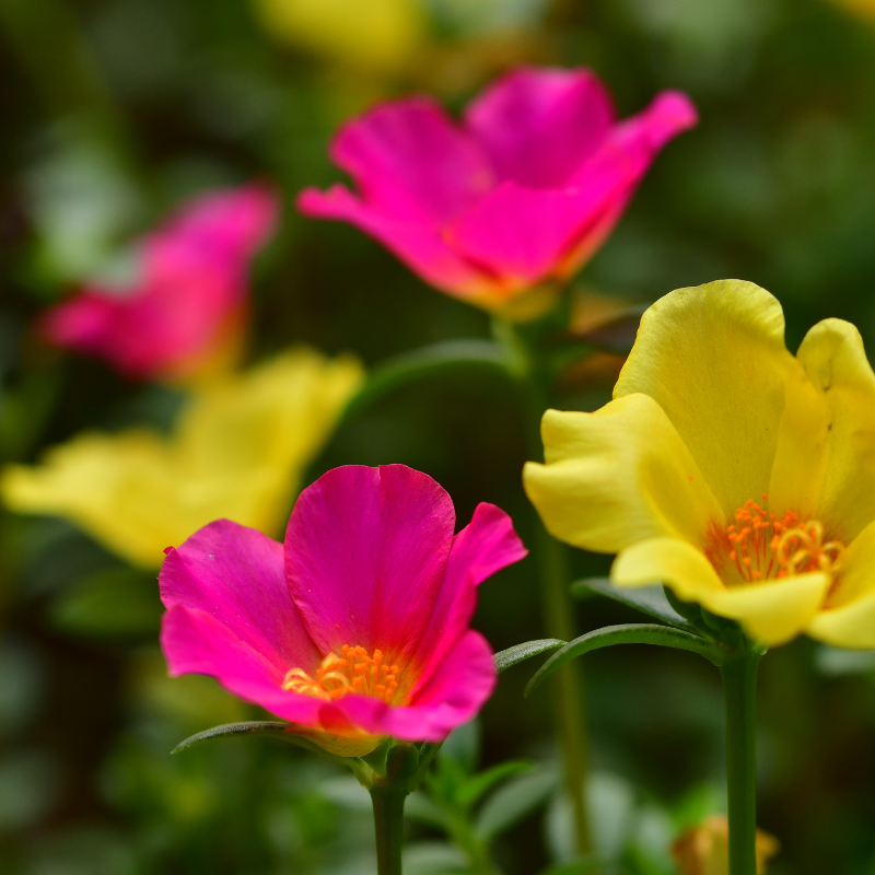 Portulaca Double Mixed Color seeds - 50