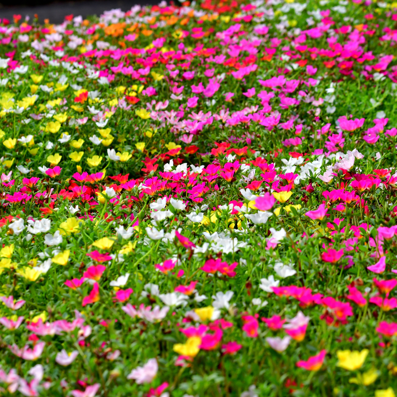 Portulaca Double Mixed Color seeds - 50