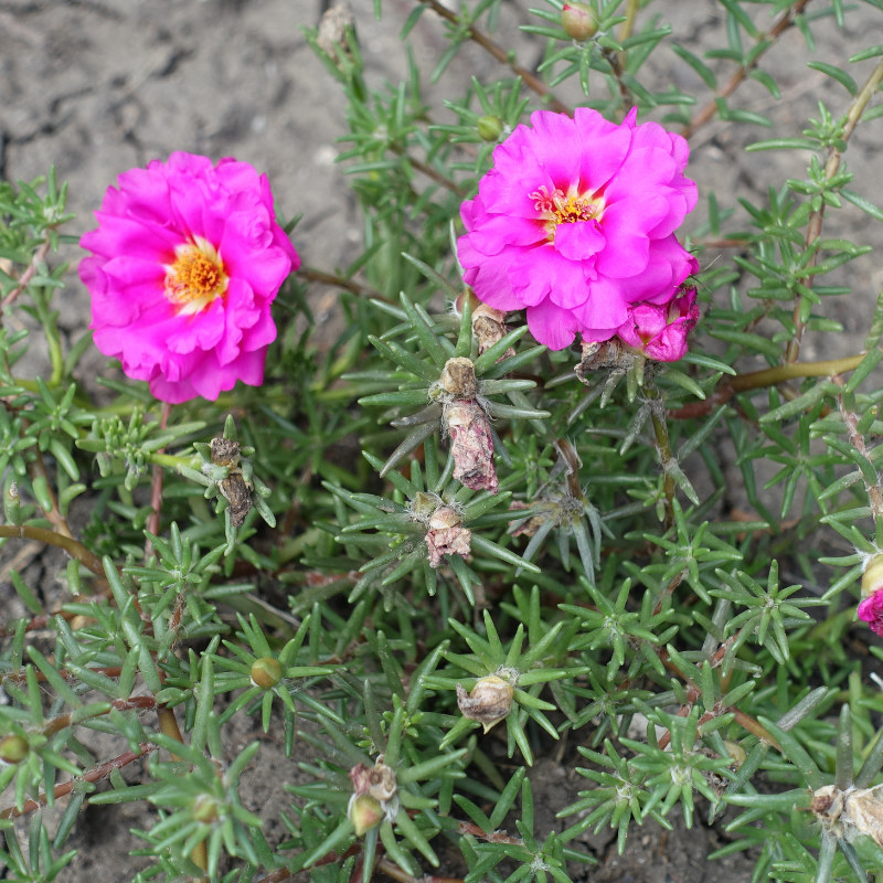 Portulaca Double Mixed Color seeds - 50