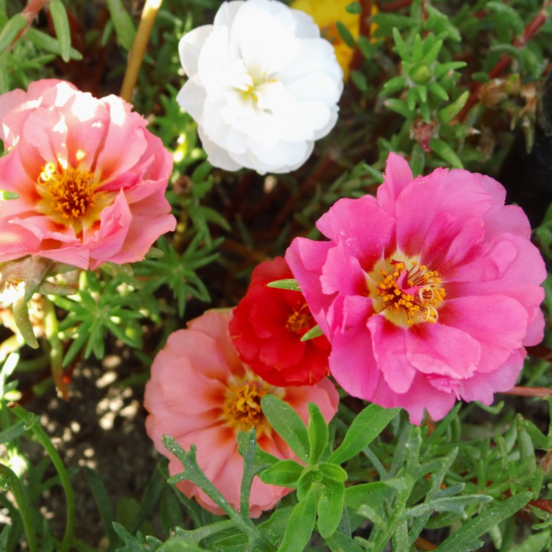 Portulaca Double Mixed Color seeds - 50