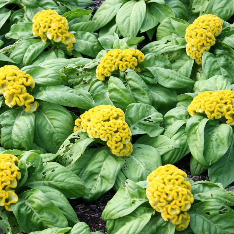 Cockscomb Mixed Color seeds - 25
