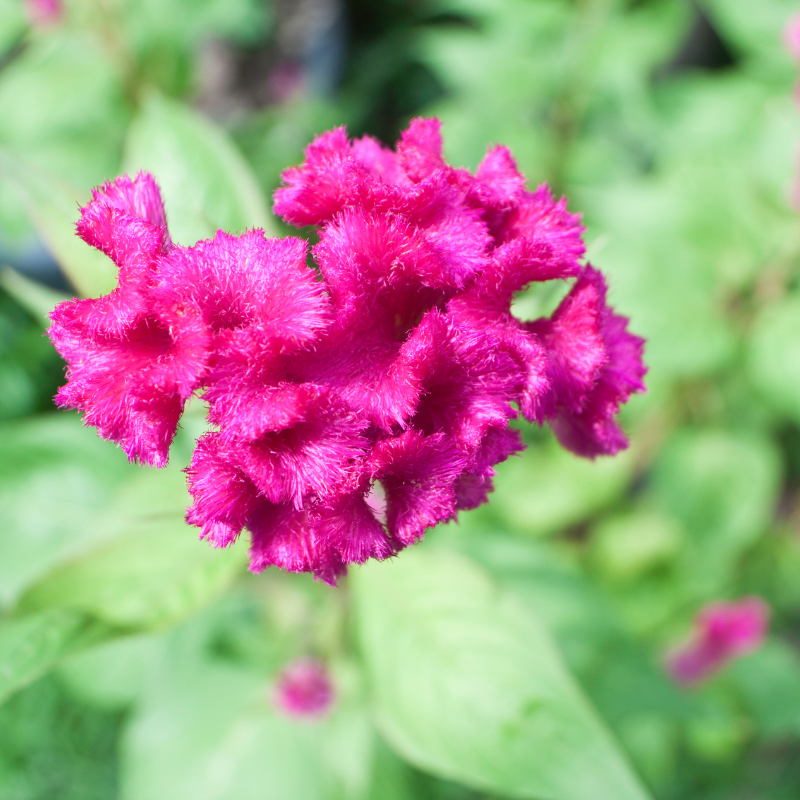 Cockscomb Mixed Color seeds - 25
