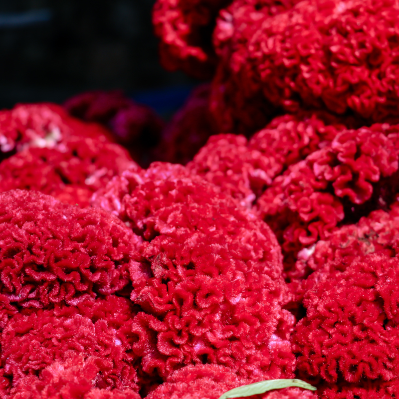 Cockscomb Mixed Color seeds - 25