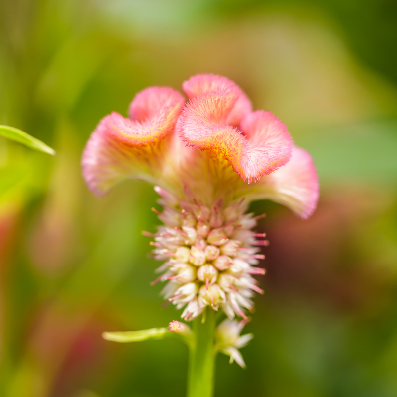 Cockscomb Mixed Color seeds - 25