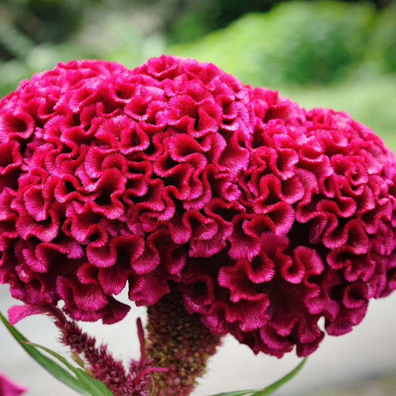 Cockscomb Mixed Color seeds - 25